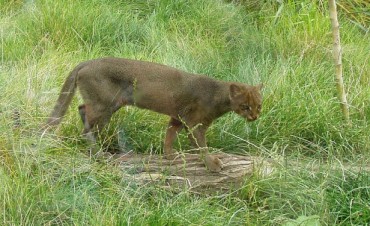 Apareci&oacute; un gato moro  