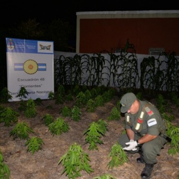 A metros de Prefectura, una huerta de marihuana