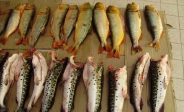 Decomisan m&aacute;s de 60 piezas de dorados y surub&iacute;es