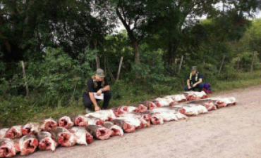 Gendarmer&iacute;a incaut&oacute; cerca de 700 kilos de surub&iacute; en Derqui